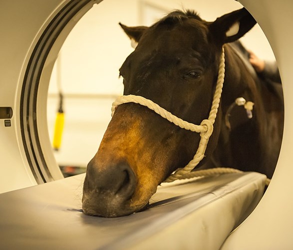 Continuing Professional Development Equine lecture series 2025